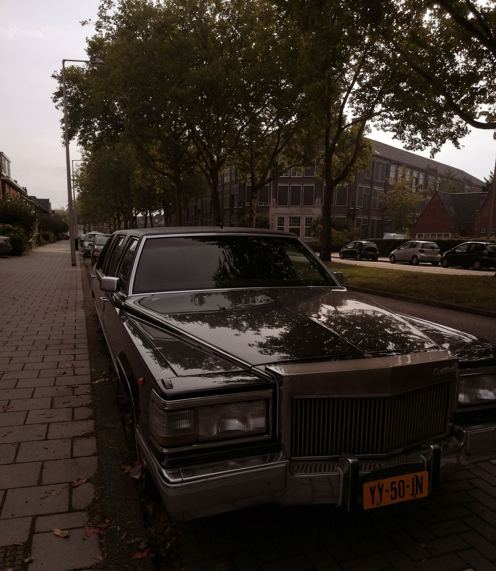 Black stretch limousine parked along a tree-lined city street