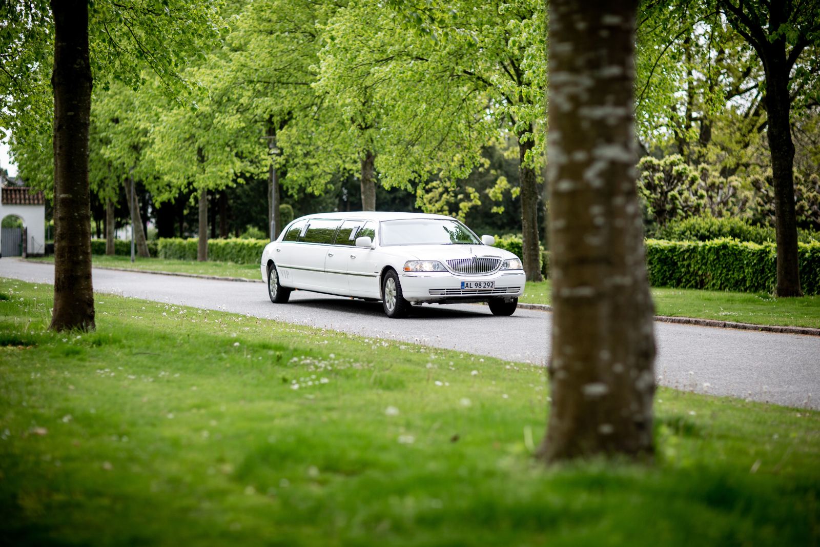 White stretch limousine driving along a tree-lined road